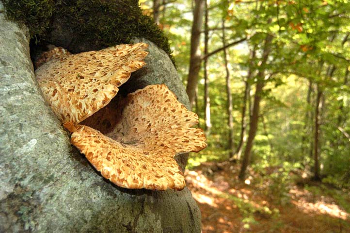 due funghi da determinare...polyporus e geastrum??